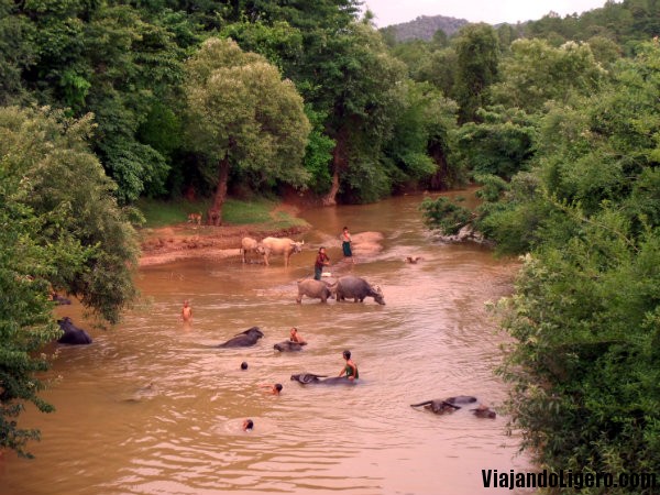 Búfalos Myanmar
